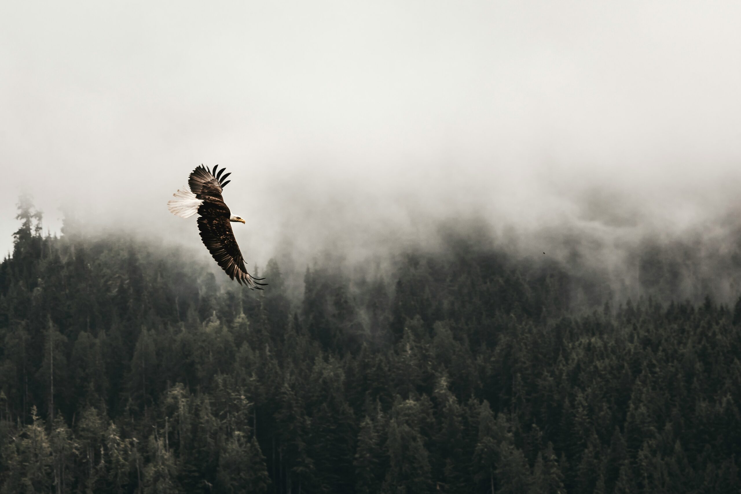 Stell dir vor Frei wie ein Adler